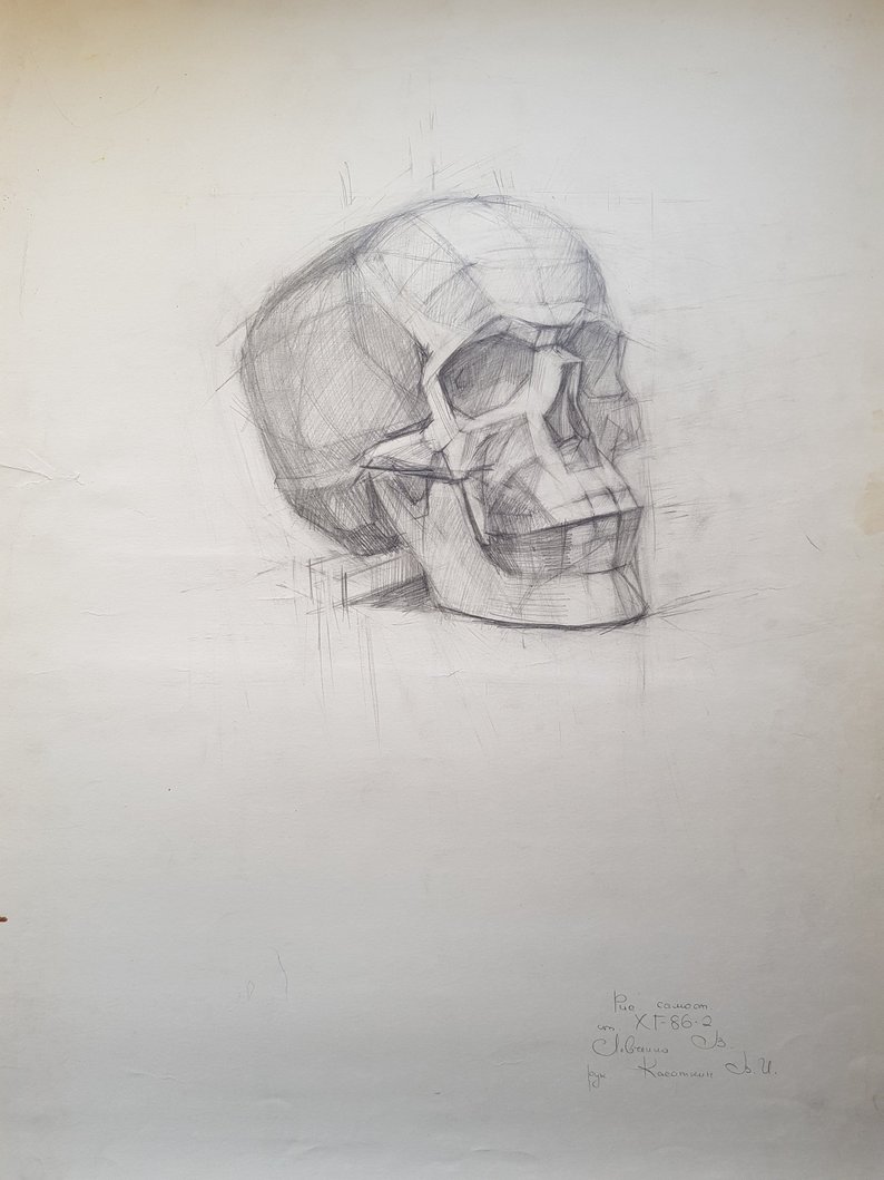 794x1059 Original Skull Drawingacademical Anatomy Drawingvintage Etsy - Skull Anatomy Drawing