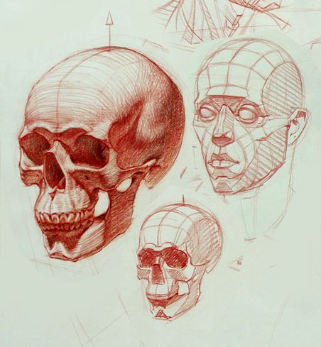452x489 Mahsa In Drawings, Anatomy Drawing - Skull Anatomy Drawing