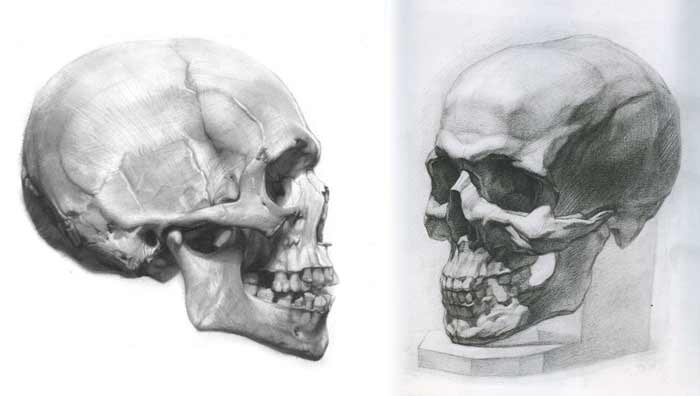 700x396 Skull Anatomy - Skull Anatomy Drawing