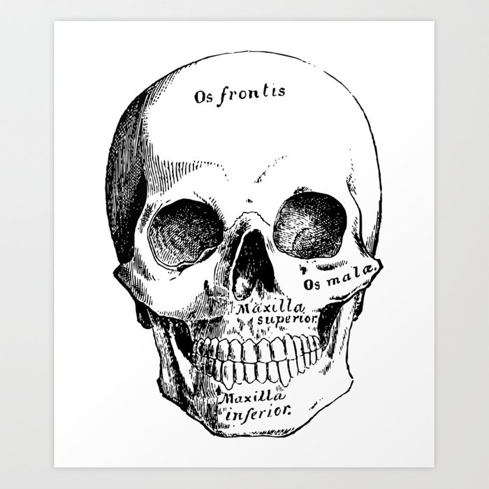 700x700 Skull Anatomy Drawing Art Print - Skull Anatomy Drawing