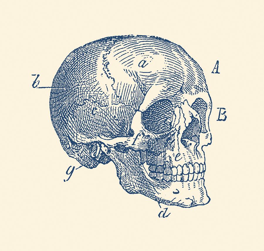 900x856 Skull Diagram - Skull Anatomy Drawing