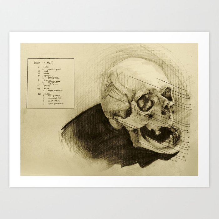 700x700 Anatomical Drawing - Skull Anatomy Drawing