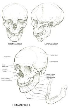 236x369 Human Skull Anatomy Drawing - Skull Anatomy Drawing