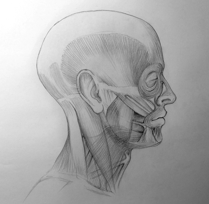 715x700 Anatomy Of The Skull - Skull Anatomy Drawing