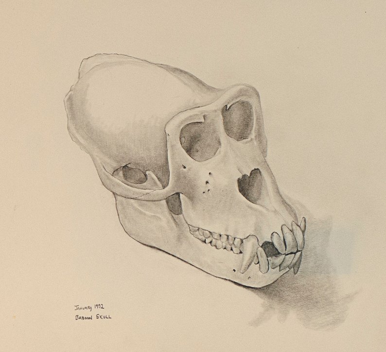 794x725 baboon skull anatomy animals wildlife pencil drawing etsy - Skull Anatomy Drawing