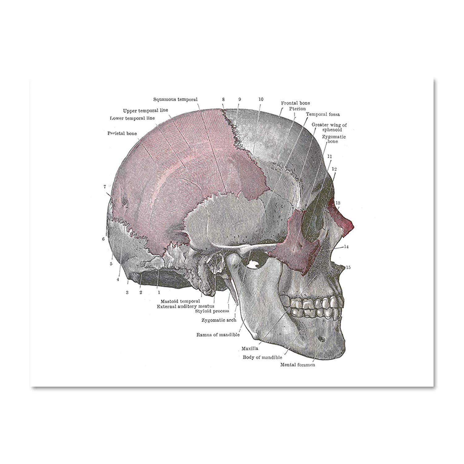 1500x1500 Ltd Painting Drawing Diagram Human Skull Anatomy - Skull Anatomy Drawing