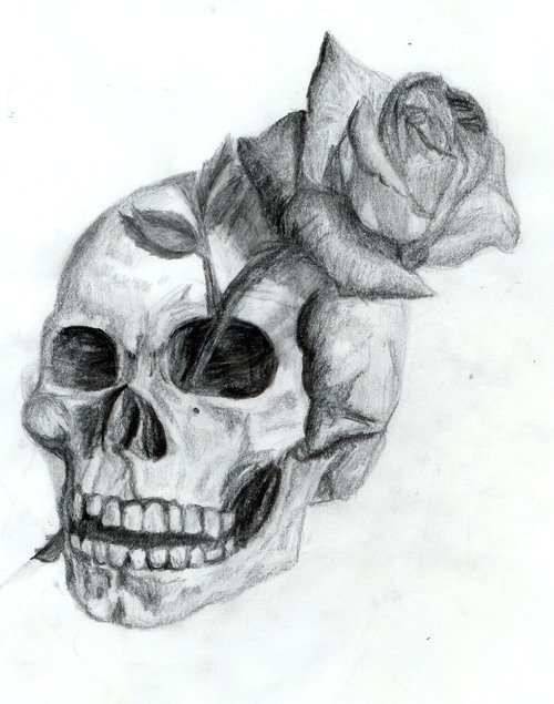 500x635 Skull And Rose Drawing - Skull And Rose Drawing