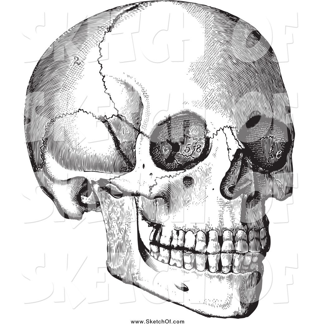 1024x1044 Drawing Of A Black And White Human Skull - Skull Black And White Drawing