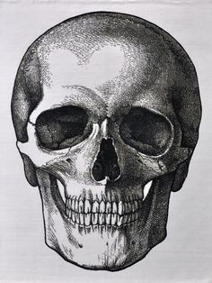 236x314 vector black and white illustration of human skull with a lower - Skull Black And White Drawing