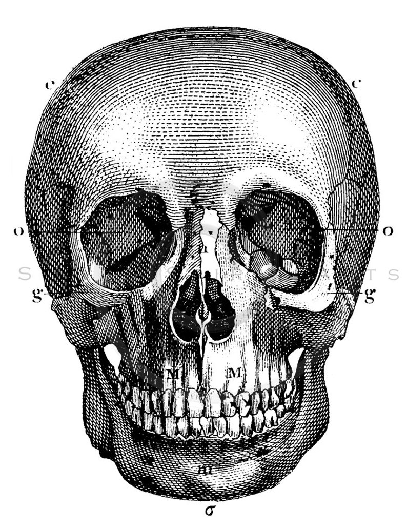 794x1025 Vintage Skeleton Skull Illustration Printable Antique Etsy - Skull Black And White Drawing