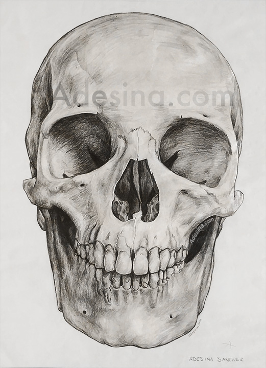 521x720 Skull Drawing - Skull Drawing