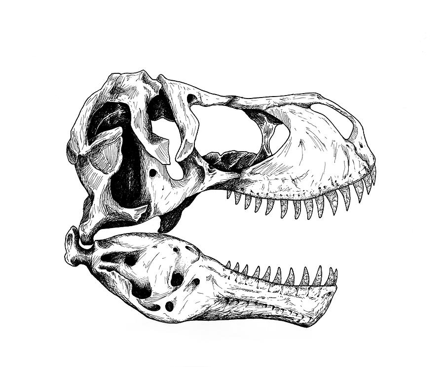 Череп тираннозавра рисунок