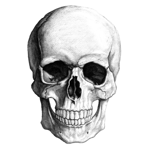 500x500 White Skull Drawing Transparent Png - Skull Drawing Images