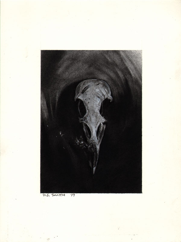 600x800 Bird Skull Drawing D G Smith - Skull Drawing Pics