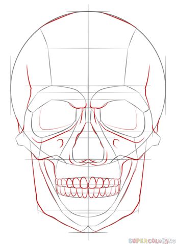 345x478 Gallery Human Skull Drawing St - Skull Drawing Reference
