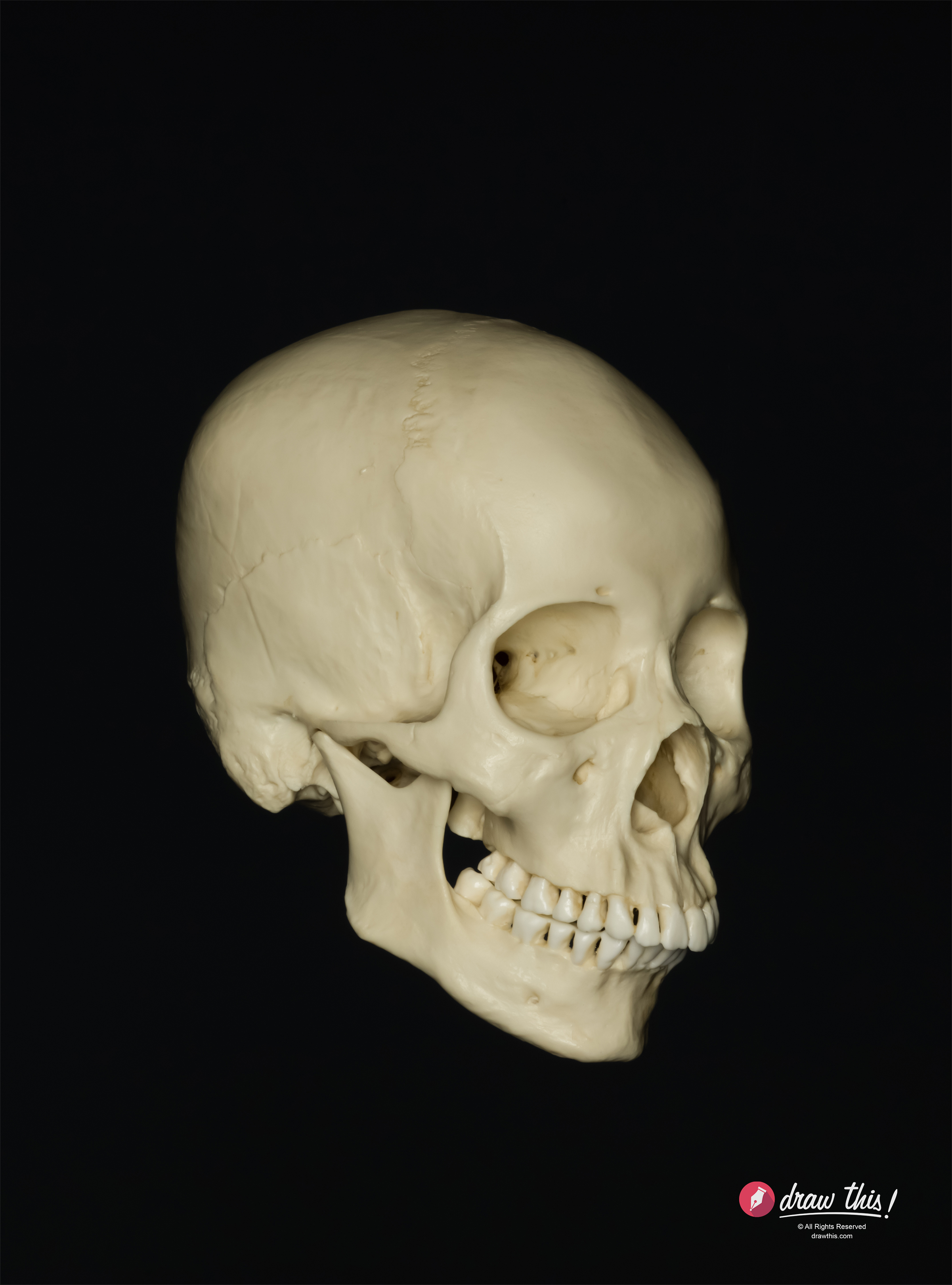 2402x3243 Head Drawing Part Structure Of The Skull New Masters Academy - Skull Drawing Reference