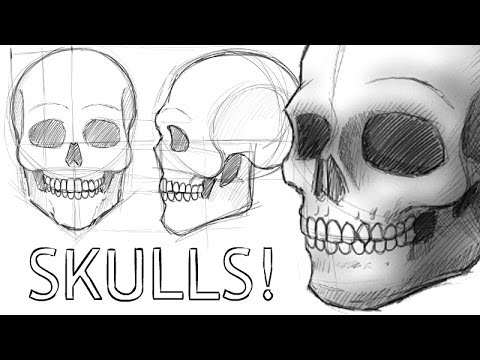 480x360 How To Draw Skulls - Skull Drawing Reference