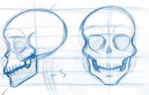 300x191 How To Draw The Skull - Skull Drawing Reference
