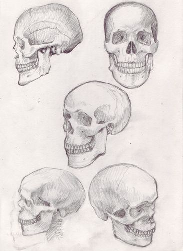 366x503 how to draw a skull how to's, tutorials, studies, photo - Skull Drawing Reference