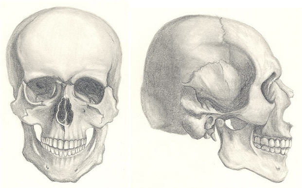 621x386 How To Draw A Skull Tutorials Drawn In Black - Skull Drawing Reference