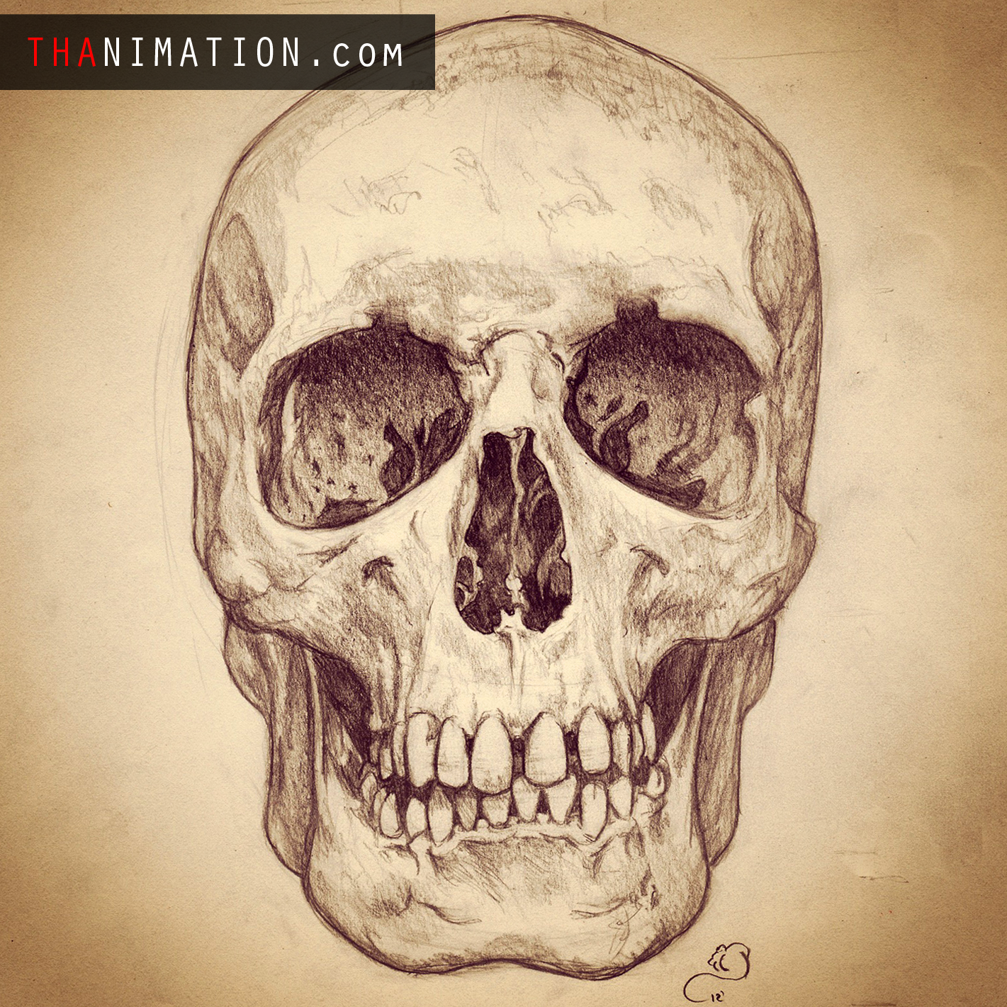 1421x1421 Human Skull Drawing Reference - Skull Drawing Reference