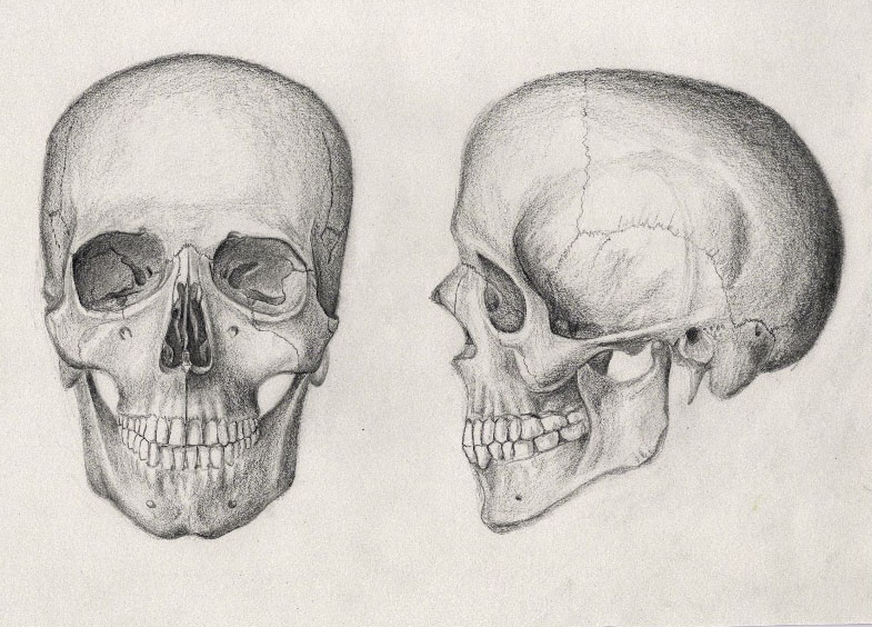 785x564 Skull Drawings - Skull Drawing Reference