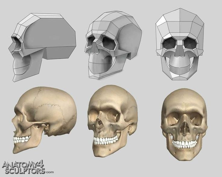 736x588 skull reference drawing lovely lion skull anatomy skull drawing - Skull Drawing Reference