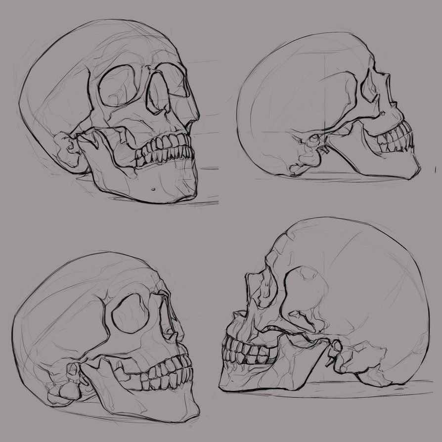 894x894 Some Skull Sketches Reference Images From Sketch Skull Sketch - Skull Drawing Reference