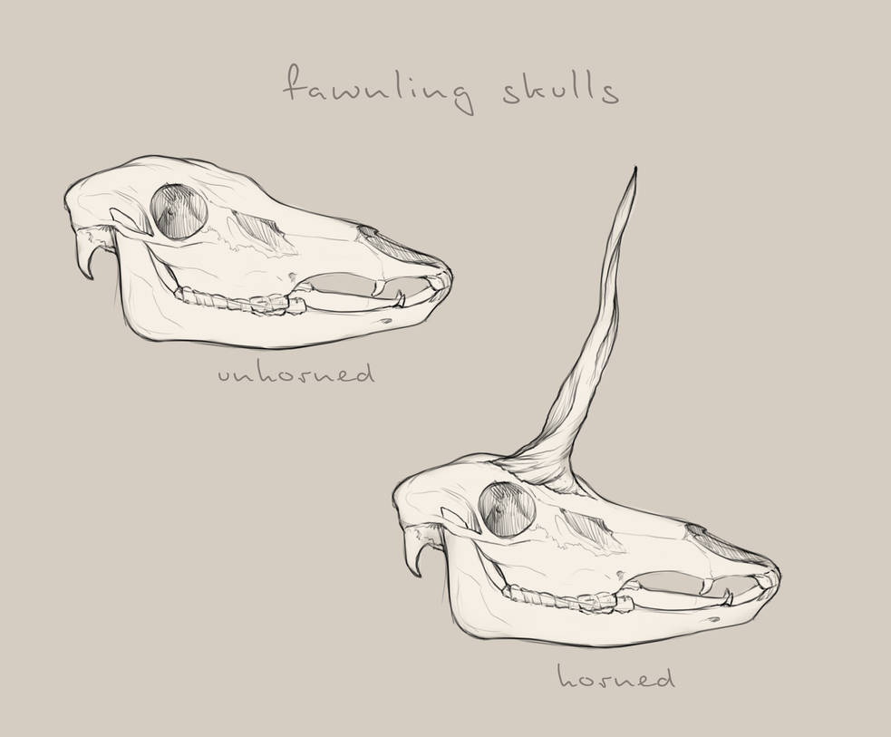 983x813 Fawnling Skull Reference - Skull Drawing Reference