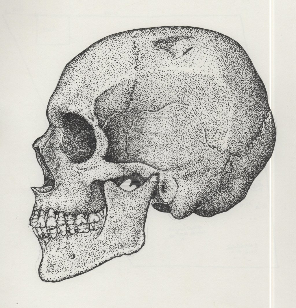 Череп в профиль рисунок