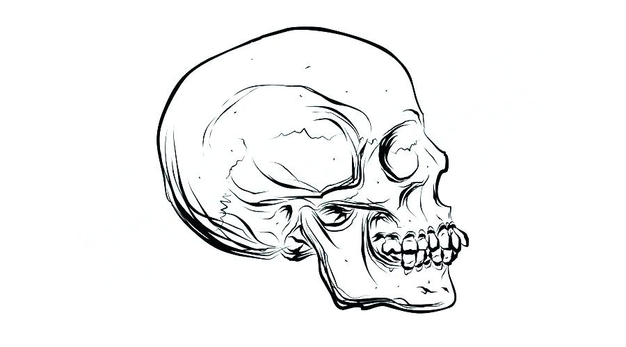 900x500 skull from side skull side view stock vector skull sideways view - Skull Drawing Side View