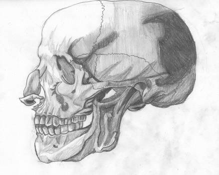 437x350 Skull Drawing Side View - Skull Drawing Side View