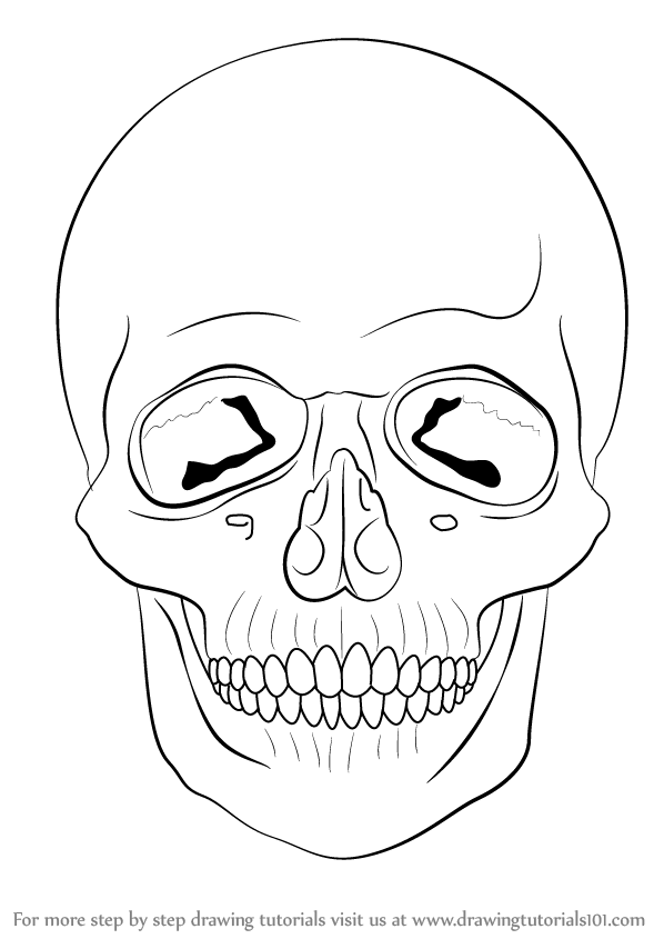 598x845 Learn How To Draw A Skull - Skull Drawing Step By Step