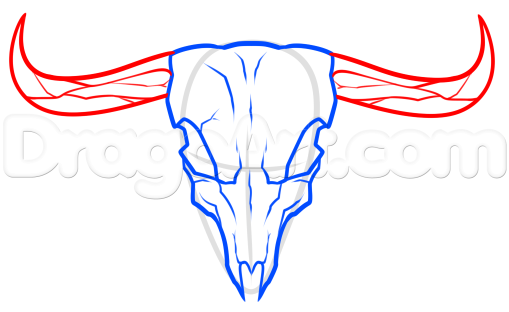 1018x624 Steer Skull Drawing, Step - Skull Drawing Step By Step