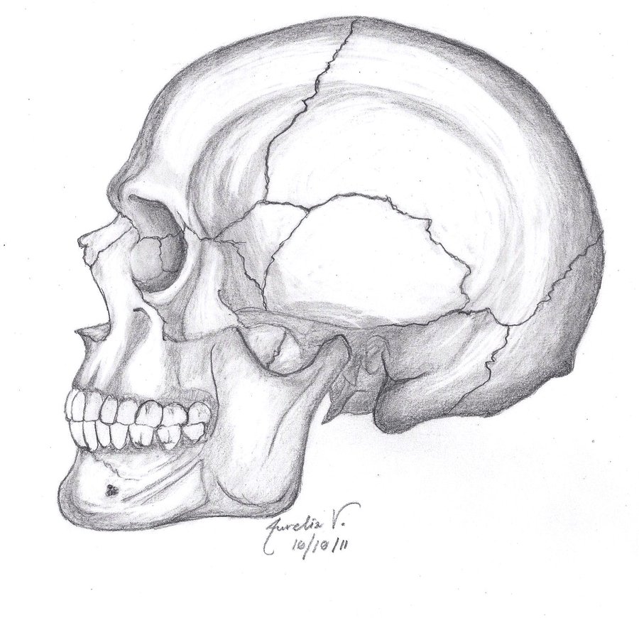 900x870 Skull Drawings - Skull Drawing Tumblr