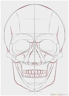 236x326 Human Skull Drawing Tutorial Lovely Skull Sketching Practice How - Skull Drawing Tutorial