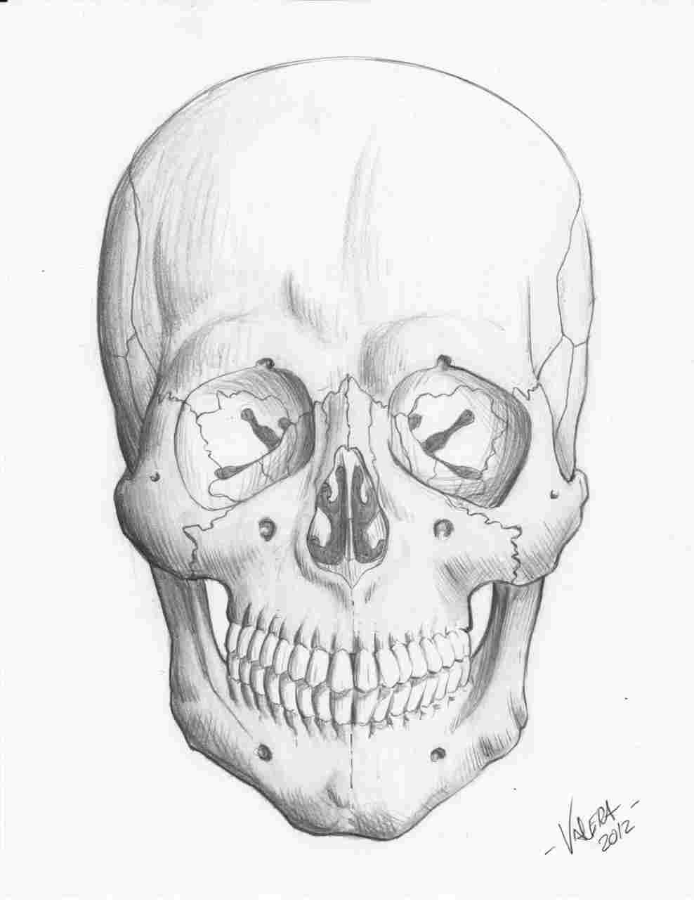 988x1283 skull drawing tutorial illustrator tutorial create awesome vector - Skull Drawing Tutorial