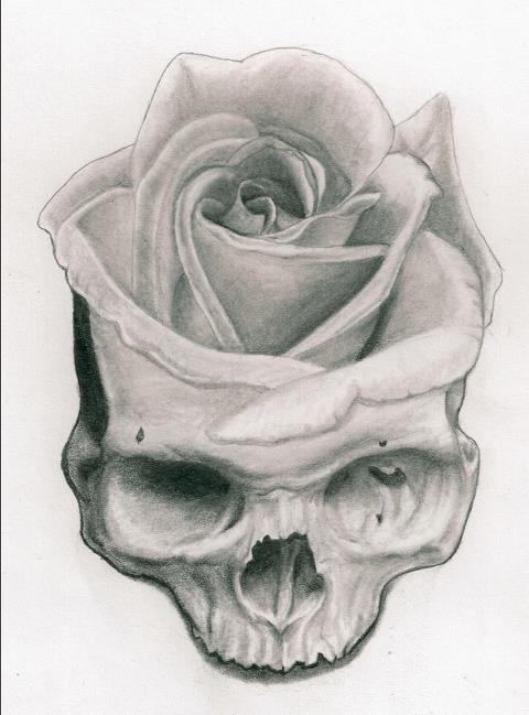 480x649 Gallery Drawings Of Skulls With Flowers - Skull Flower Drawing