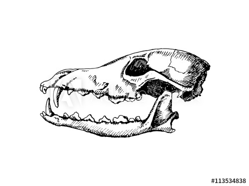 500x375 Dog Skull Hand Drawn Illustration Isolated On White Background - Skull Hand Drawing
