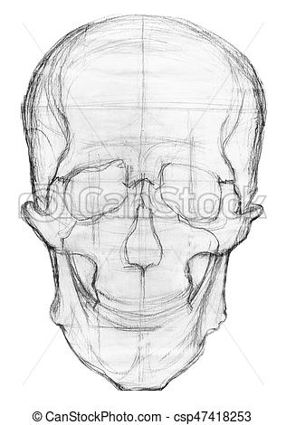316x470 No Teeth Skull Hand Drawn Illustration Of A Human Skull, Pencil - Skull Hand Drawing