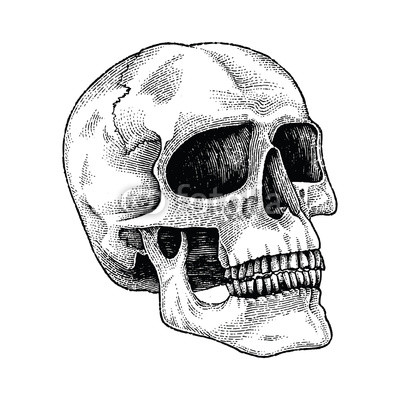 400x400 Skull Hand Drawing Engraving Illustration Buy Photos Ap Images - Skull Hand Drawing
