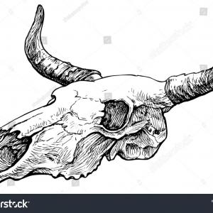 300x300 stock illustration cow skull hand drawn sketch arenawp - Skull Hand Drawing