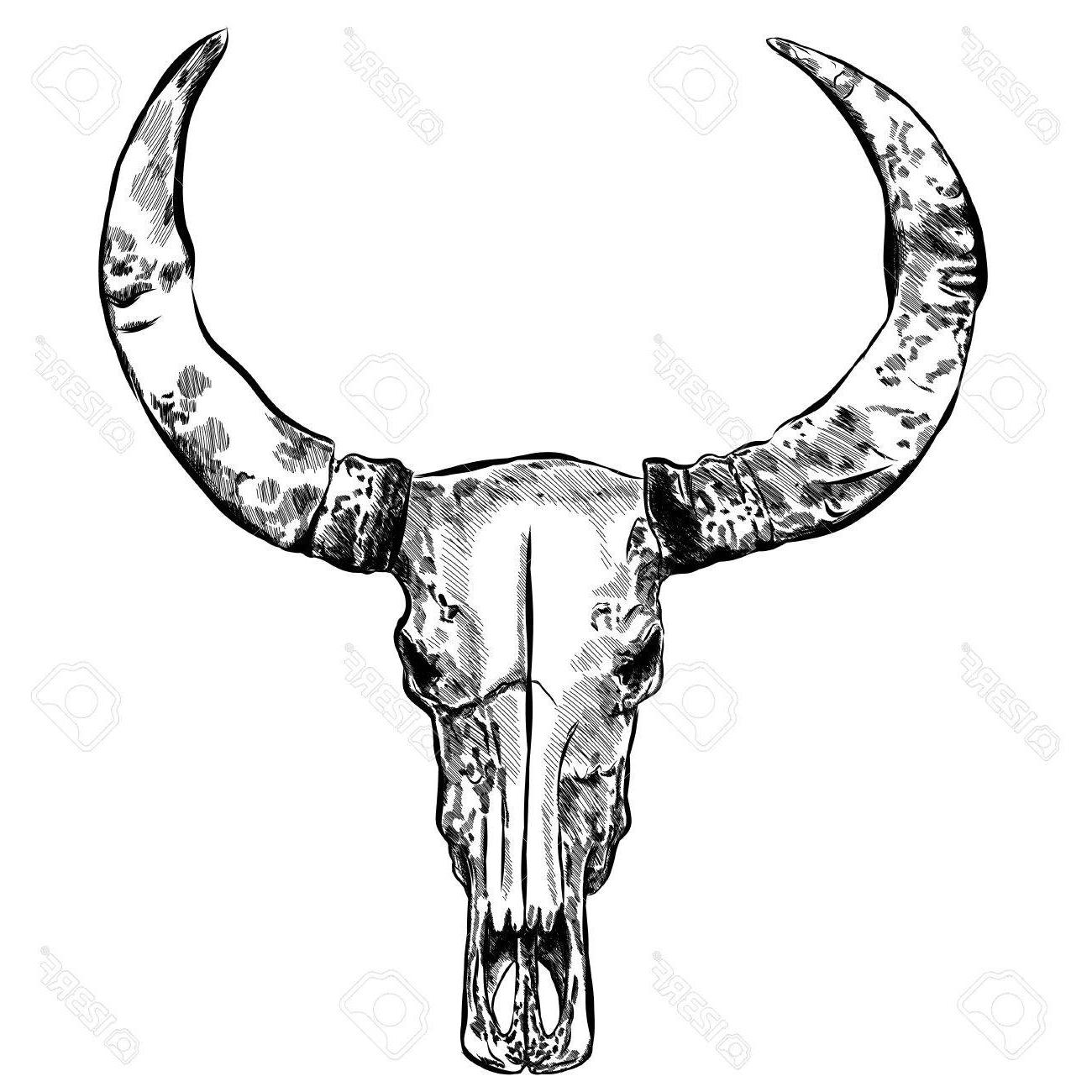 1300x1300 Top Cow Skull Hand Drawn Vector Illustration Isolated On White Images - Skull Hand Drawing