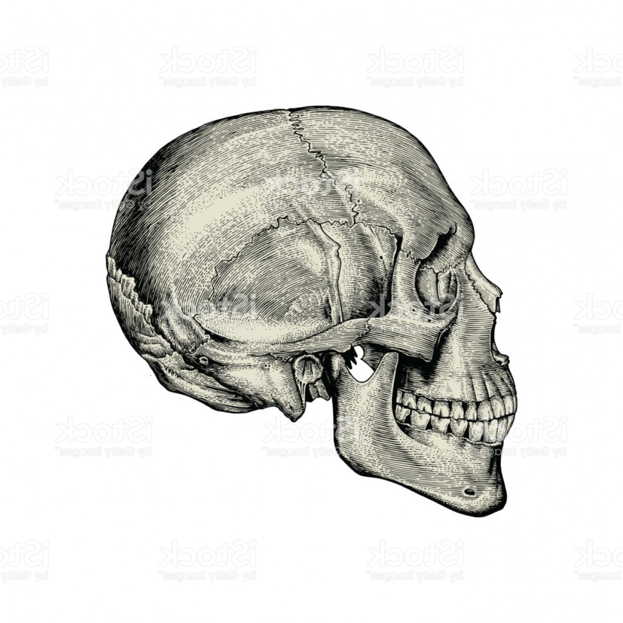 1228x1228 Anatomy Skull Hand Drawing Vintage Lateral View Of Human Skull Gm - Skull Hand Drawing