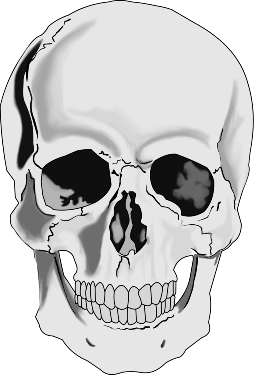 508x750 skull human skeleton human head drawing cc0 - Skull Head Drawing