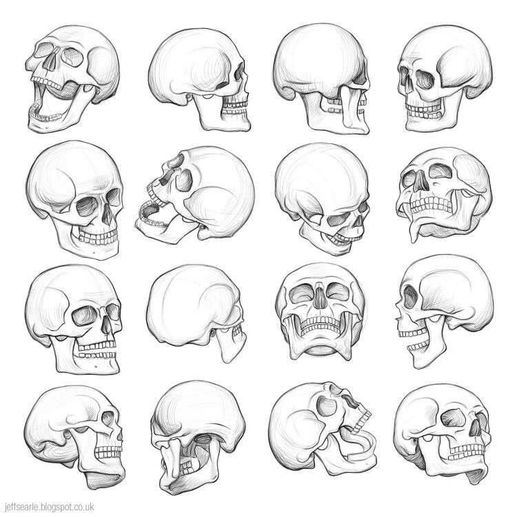 750x750 Photos Skull Line Drawing - Skull Line Drawing