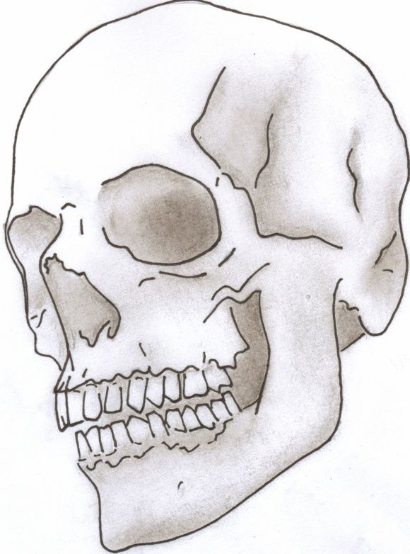 580x782 Shaded Skull Photo - Skull Line Drawing