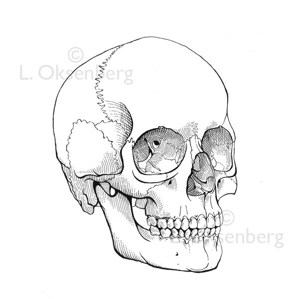 600x600 Skull Line Drawing - Skull Line Drawing