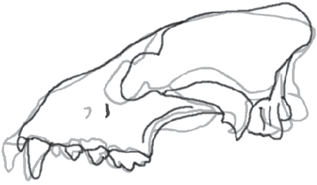 459x268 comparison of outline drawings in lateral view of the skulls - Skull Outline Drawing