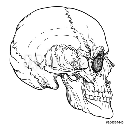 500x500 Human Skull Realistic Hand Drawing Isolated Stock Line Vector - Skull Outline Drawing